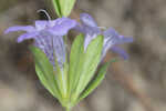 Oblongleaf snakeherb